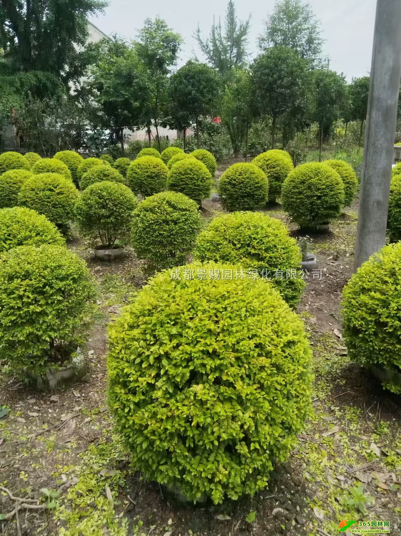 1׹ŮؑƷŮؑءŮؑl(f)
