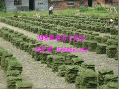 ļƤ