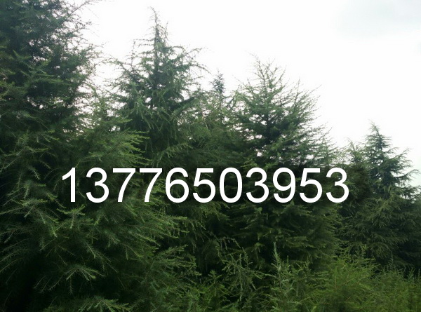 ѩɸ5֮5.5
