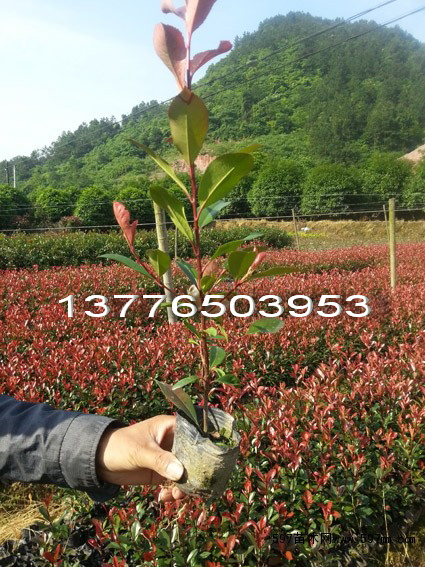 t~ʯСr(ji)