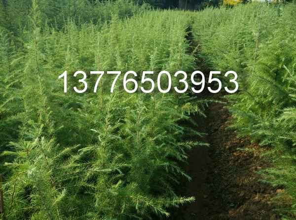 1׸Сѩ