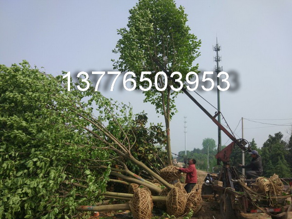 10.8ְmϾm