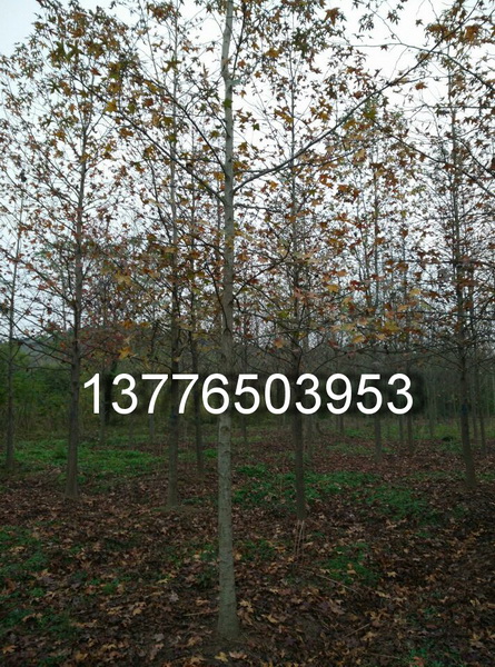 12֗rԻ