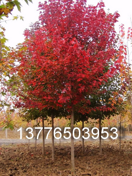 89101214tr(ji)