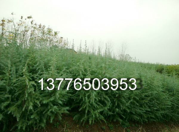 1.5ѩɃrϾСѩl(f)