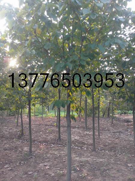 5,6,8ְmr(ji)
