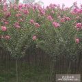 ޱa(chn)ء3-10ޱޱrޱСޱDƬ