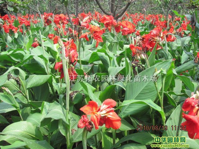 ˽CannaCannalily