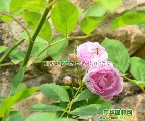 Nޱh10-70cm