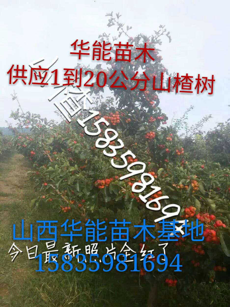 8ɽ高8ɽ高12ɽ高䡢15ɽ高