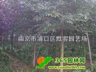 С~r(ji)(bo)r(ji)2025r(ji)