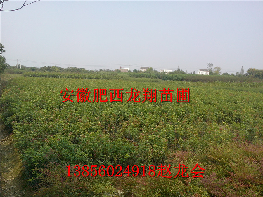 (dng)С