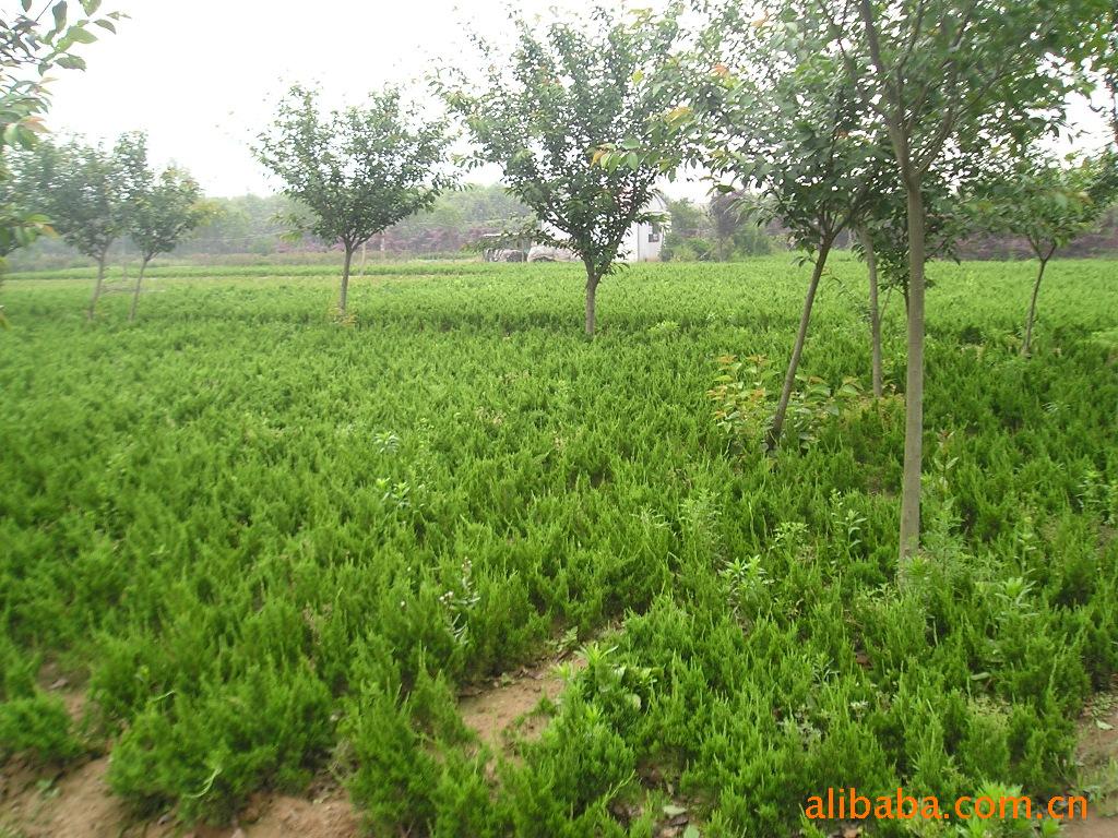 ظ50cmϹ2050f