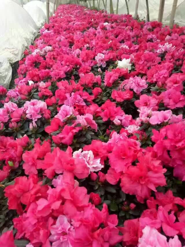 rNɫĴN20-25ֶNr