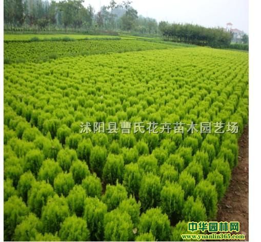 С硢P20-150