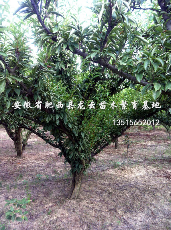 ÷ɽӡ(gu)䡢ͩ