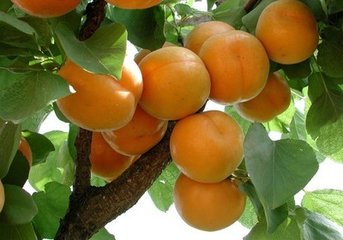 ʯ硢ڌʯ