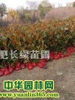 ޽ӏVmСһH40-H100CM10f