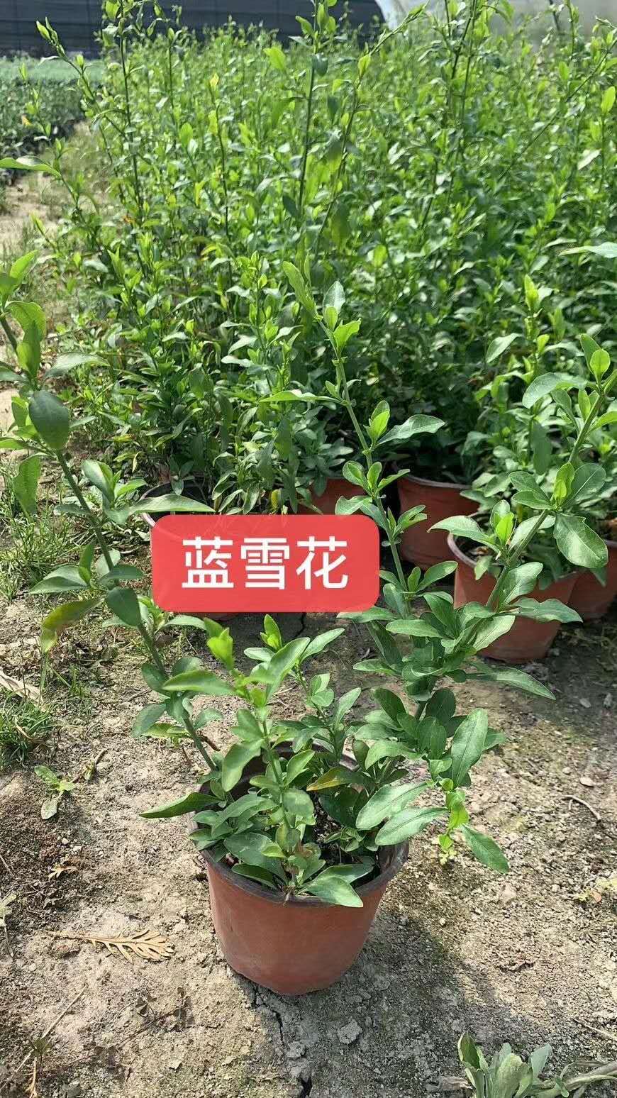 {ѩ