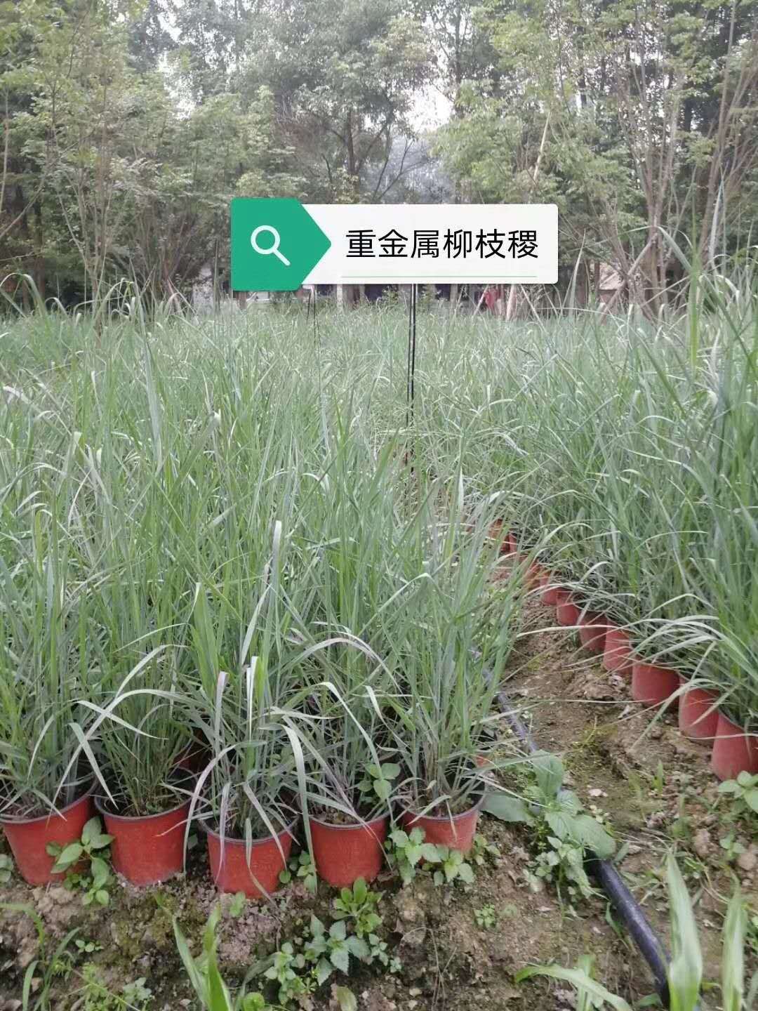 ؽ֦