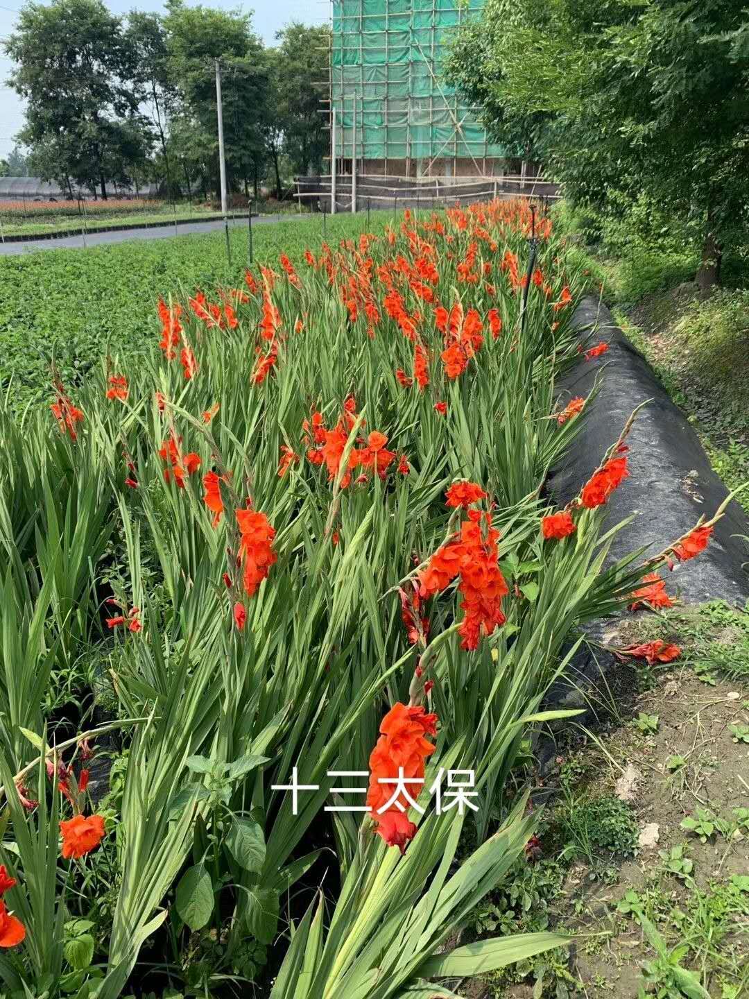 ʮ̫