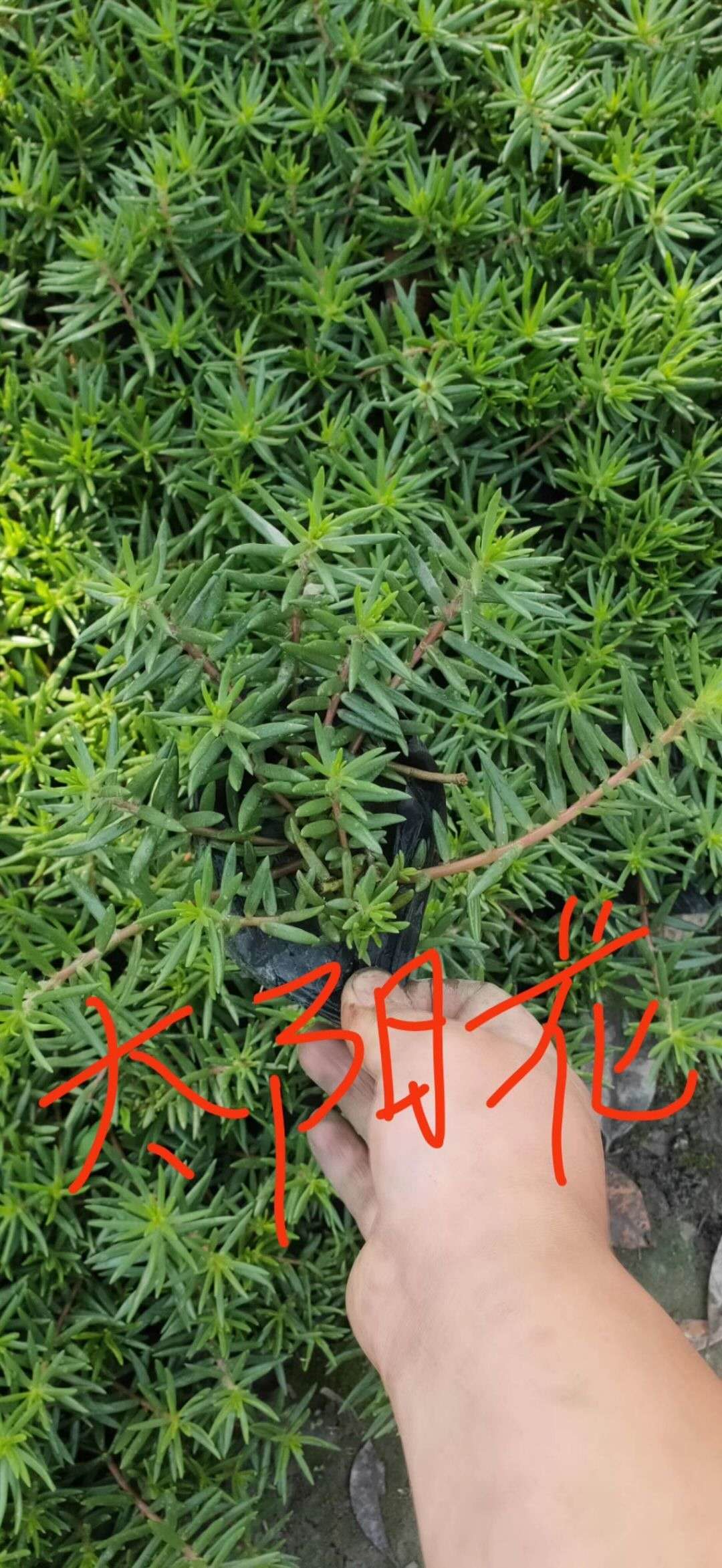 ̫(yng)
