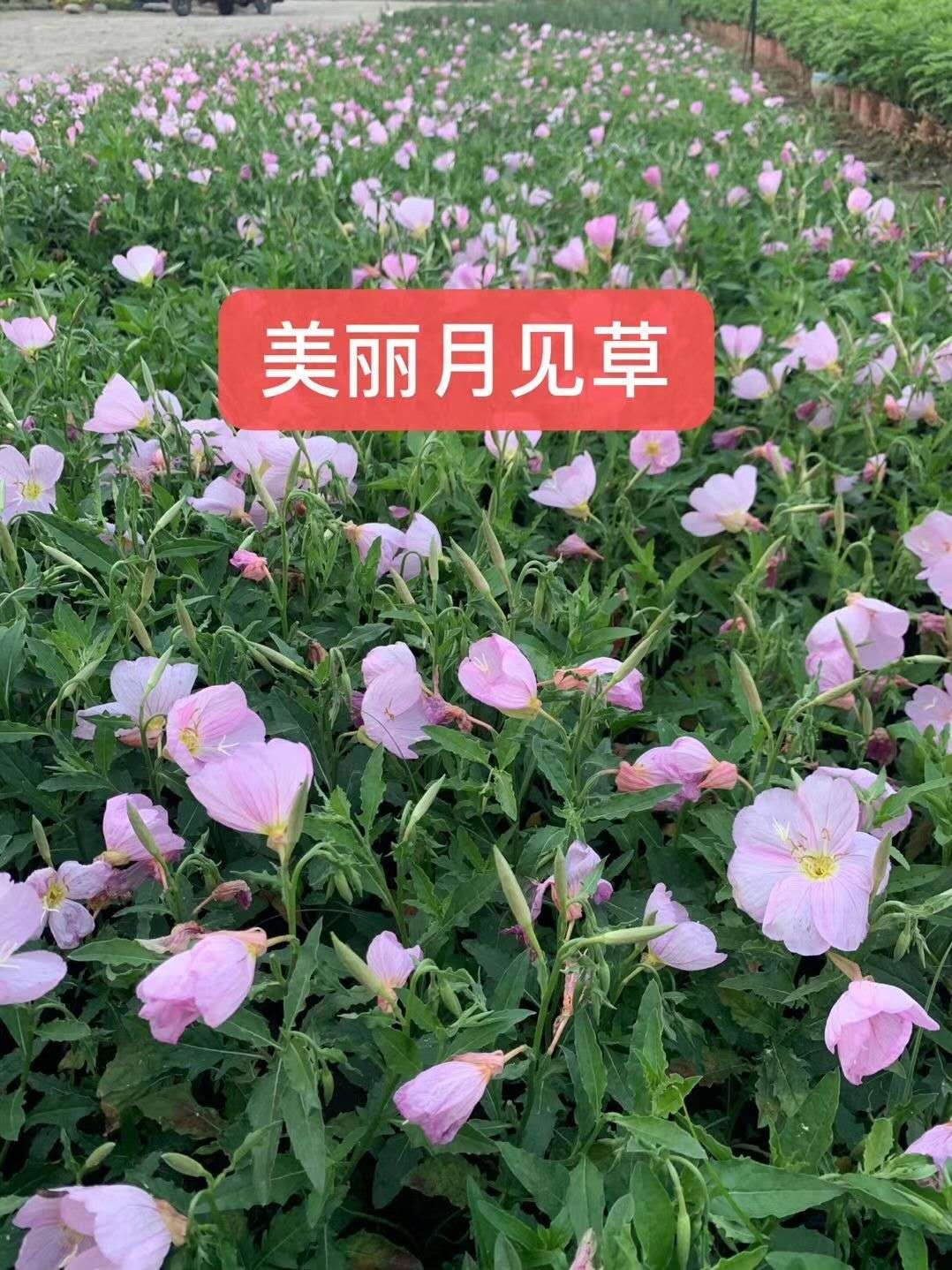 Ҋ