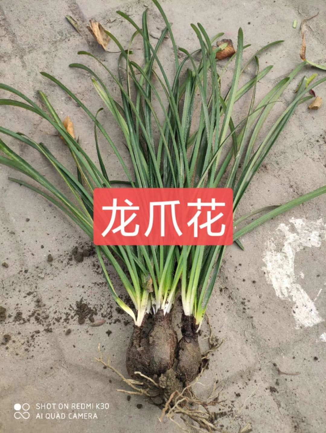 צ