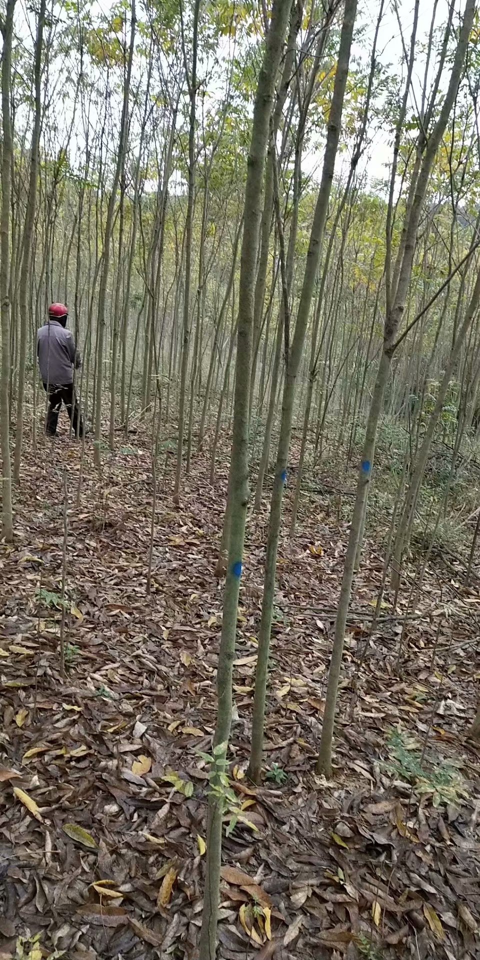 tСDƬ