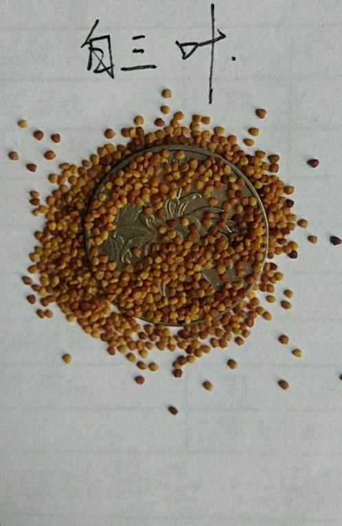 ~ݲݷNшDƬ
