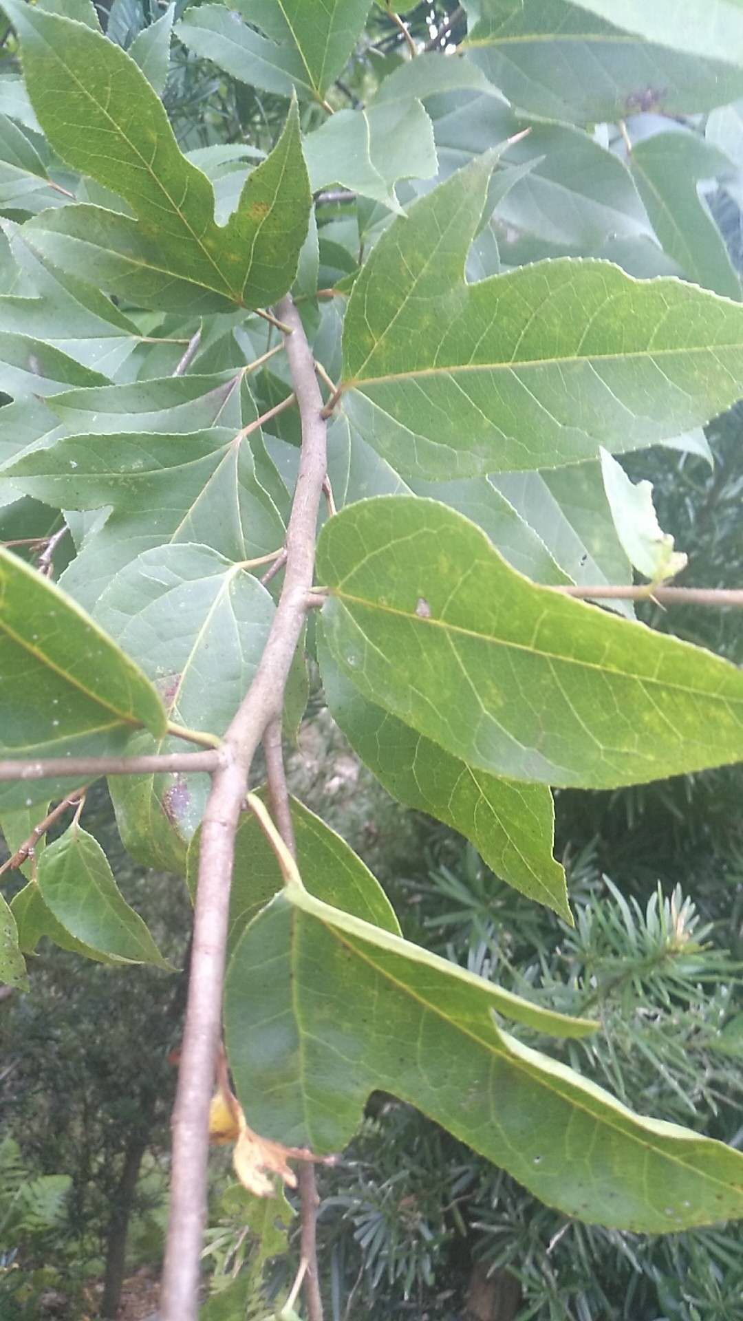 ɈDƬ